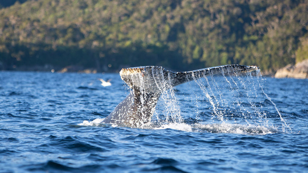Avistamiento de ballenas.
